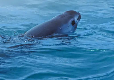 Image of a juvenile vaquita